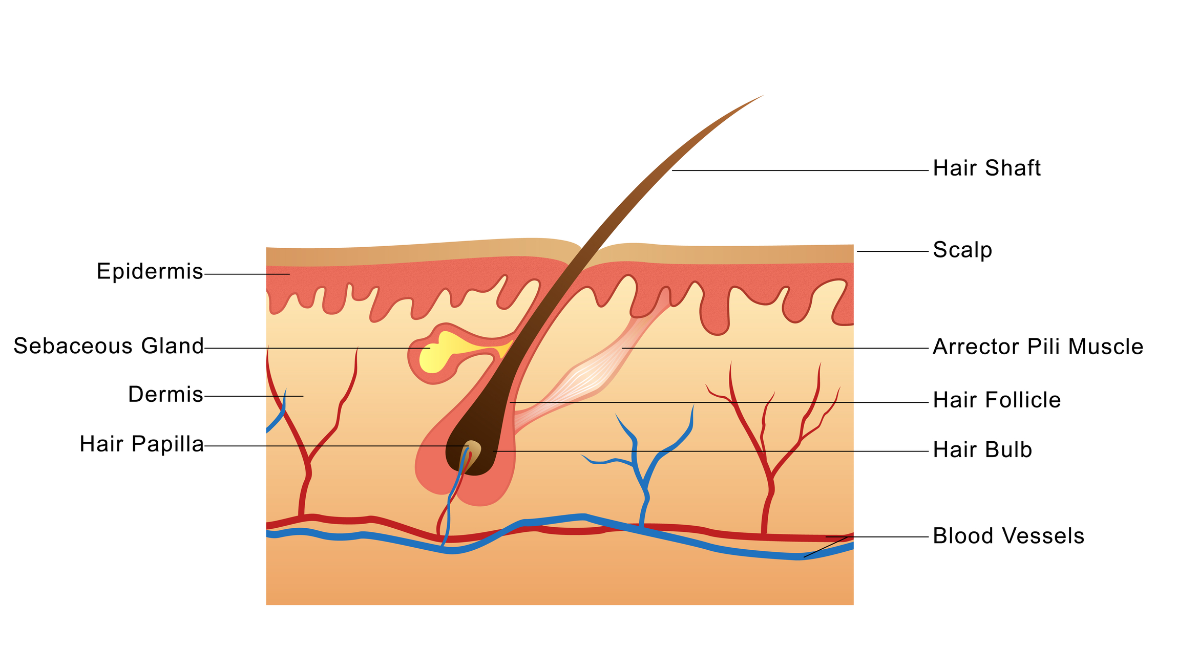 Understanding Hair Growth Basics NJoy Essentials